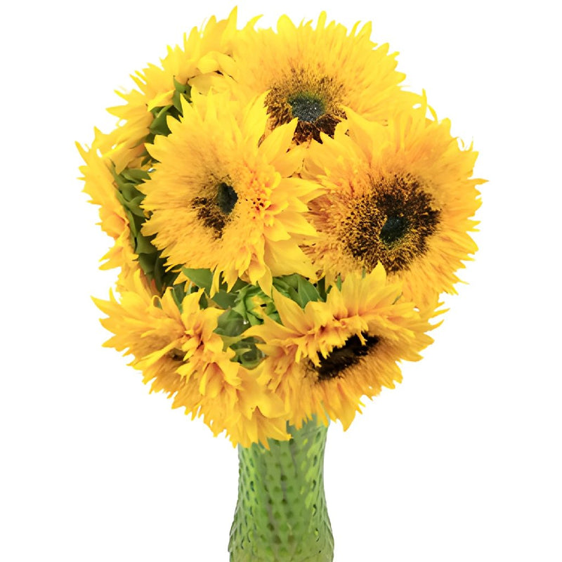 Sunsplash Mini Sunflowers