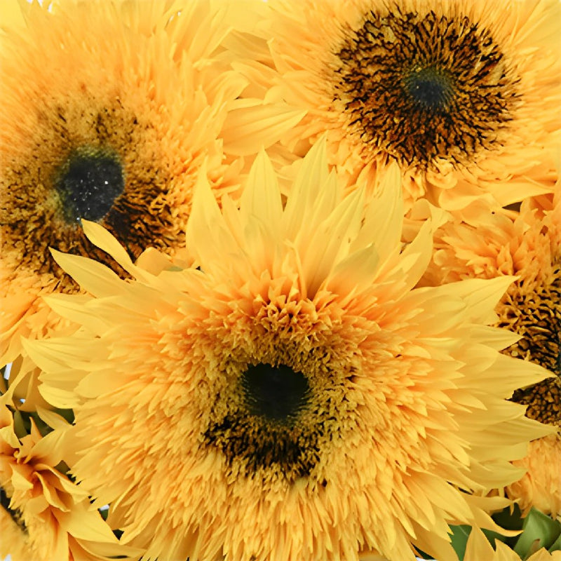 Sunsplash Mini Sunflowers