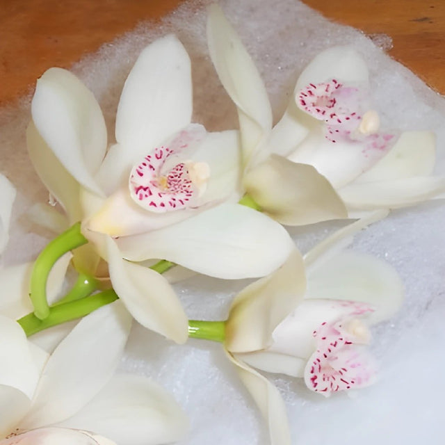 Buy Wholesale White Flower Mini Cymbidium Orchids In Bulk Fiftyfl 3818