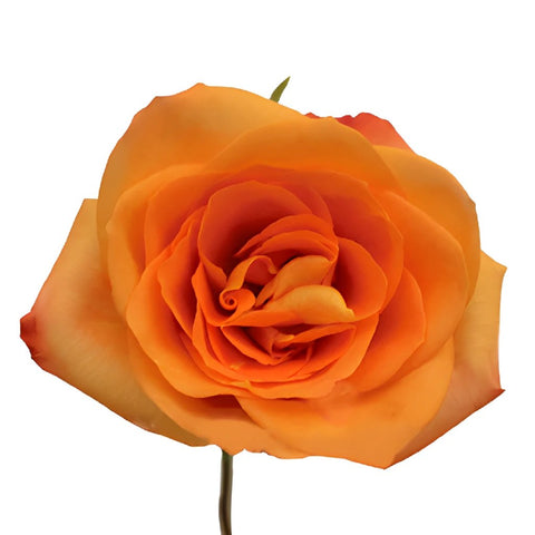 Miracle Tangerine Orange Rose