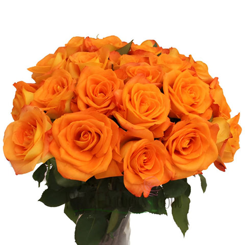 Miracle Tangerine Orange Rose