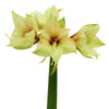 Amaryllis Mocha Bulk Flower
