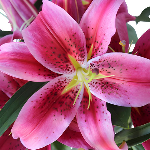 Pink Scented Oriental Lily Flower