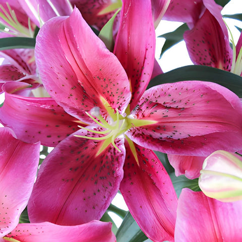 Pink Scented Oriental Lily Flower