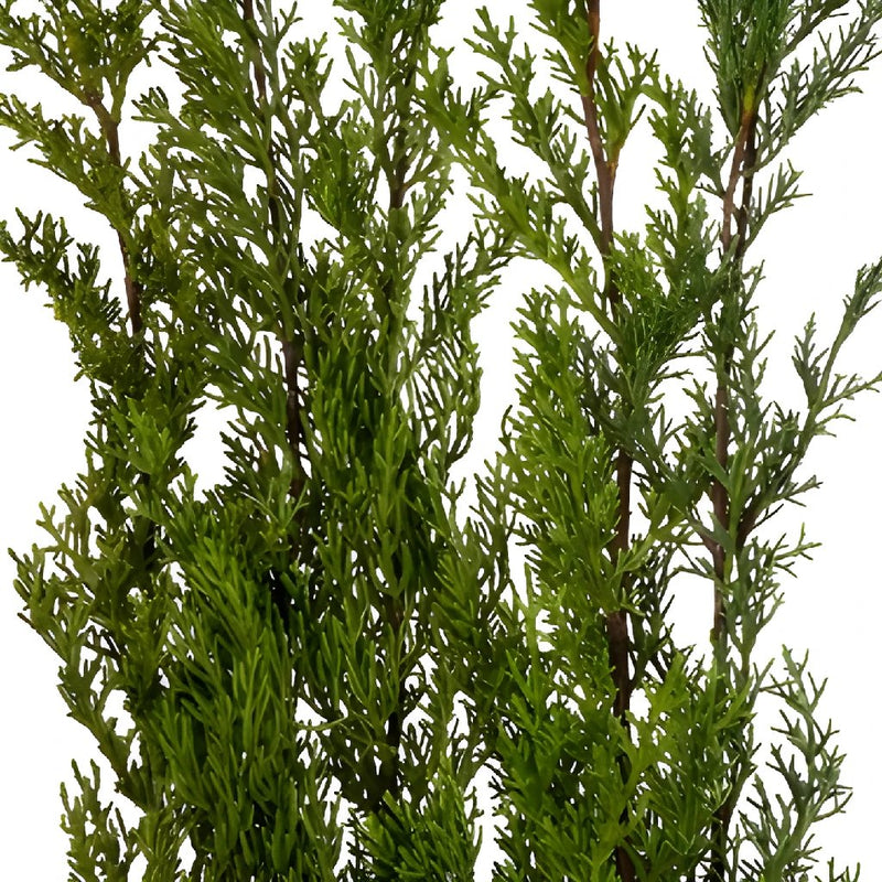 Wholesale greenery monterey cypress winter filler flowers sold as bulk