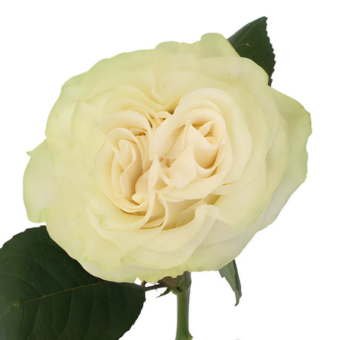 Creamy Ivory Garden Rose