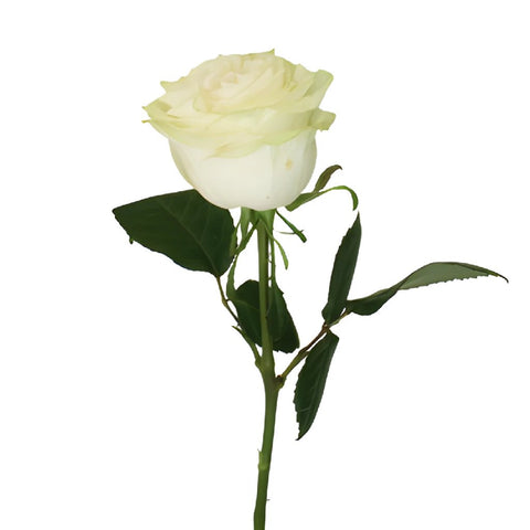 Creamy Ivory Garden Rose