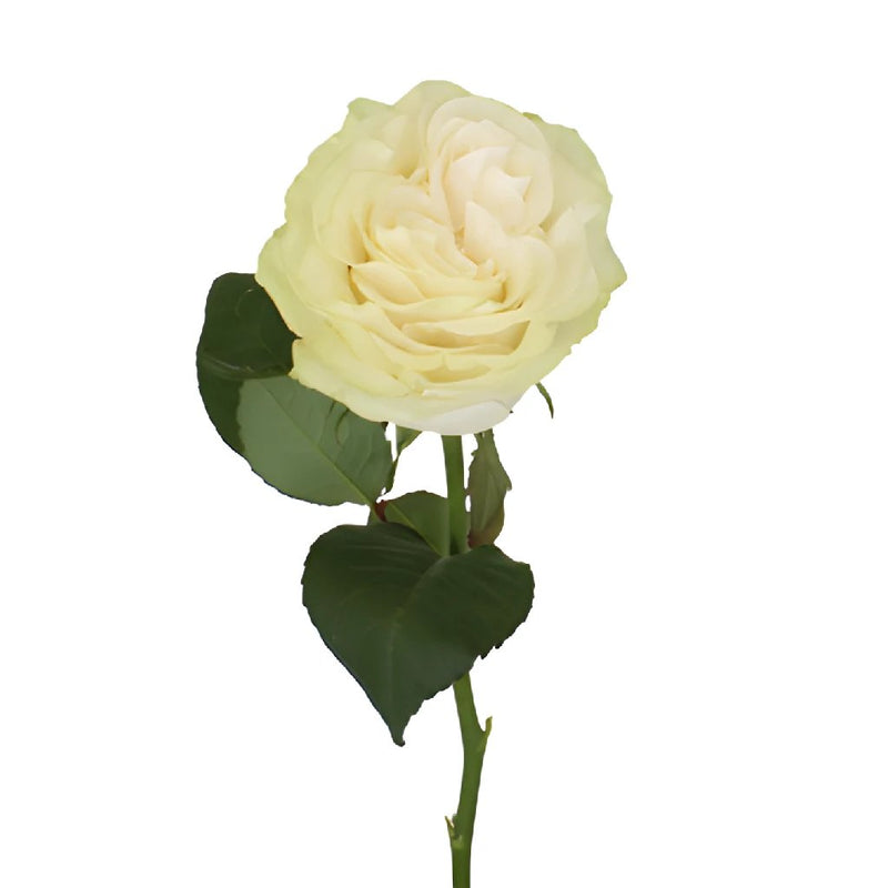 Creamy Ivory Garden Rose