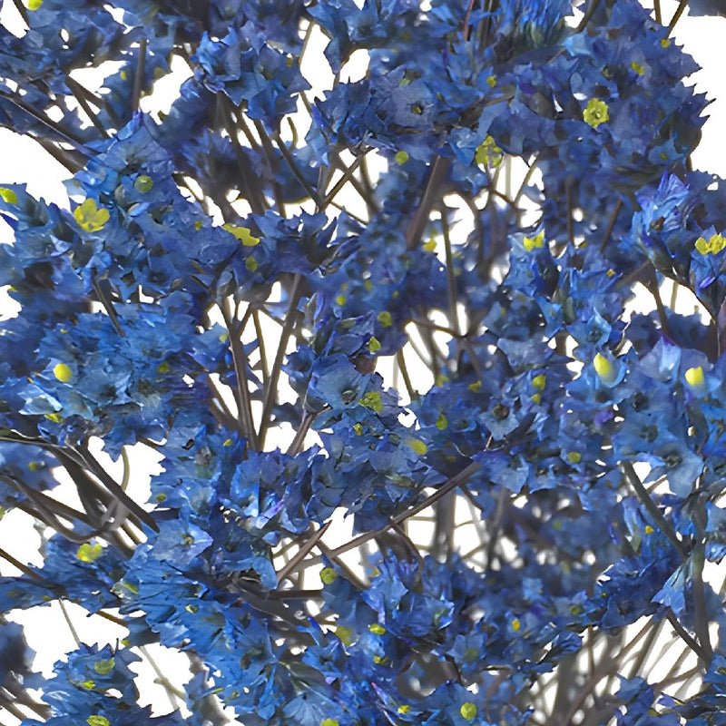 Blue Limonium Flower for Weddings