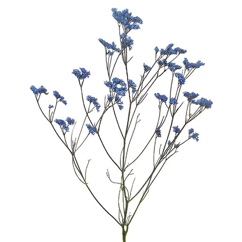 Limonium Blue Flower