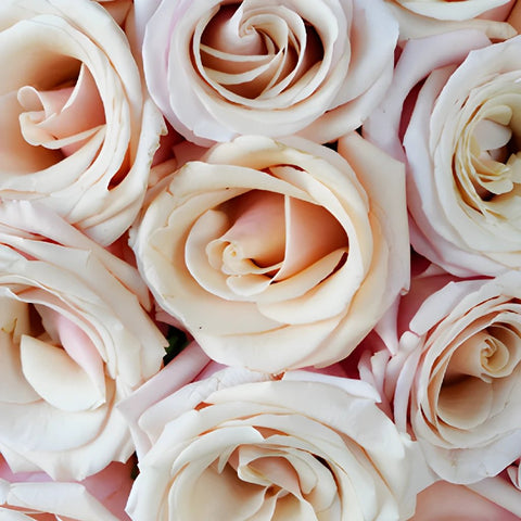 Mother of Pearl Roses