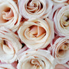 Pink Wink Blush Rose