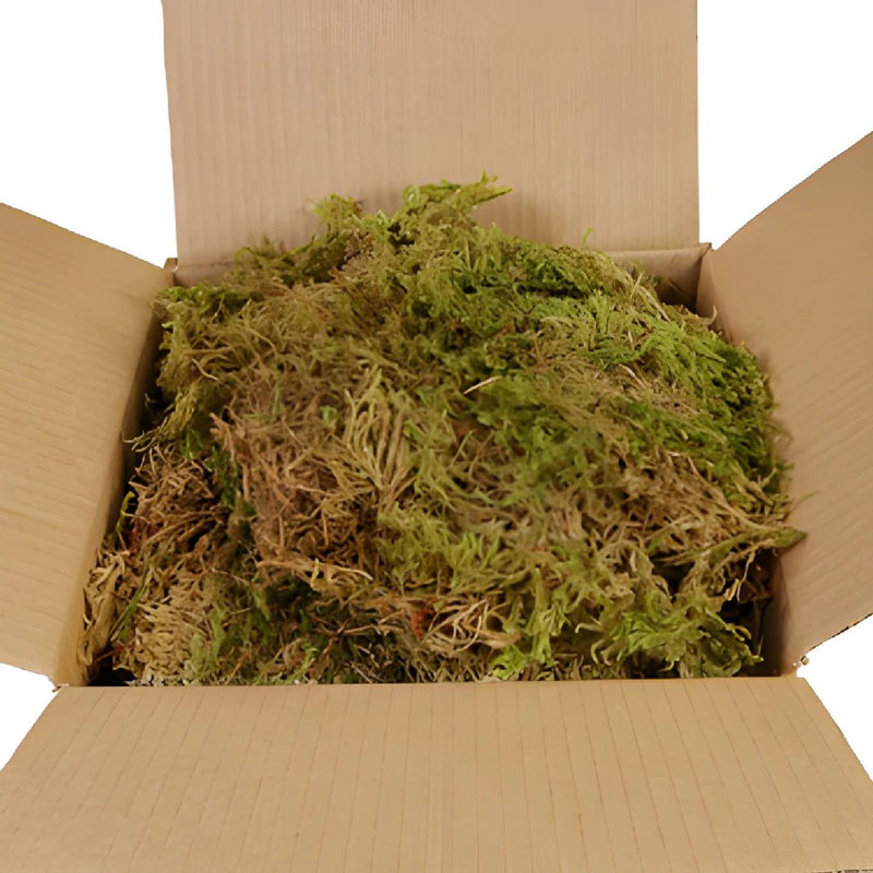 Natural Dry Sheet Moss