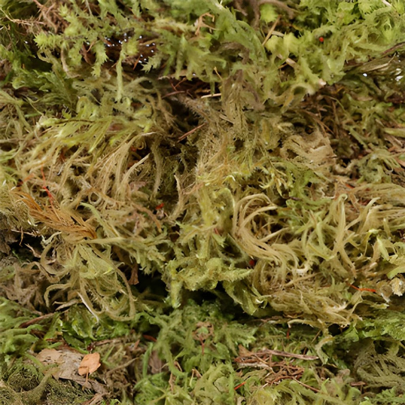 Dried Mountain Moss