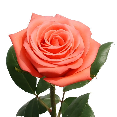 XXL Long Stemmed Roses Movie Star Rose