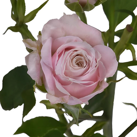 Hint of Pink Wholesale Spray Roses