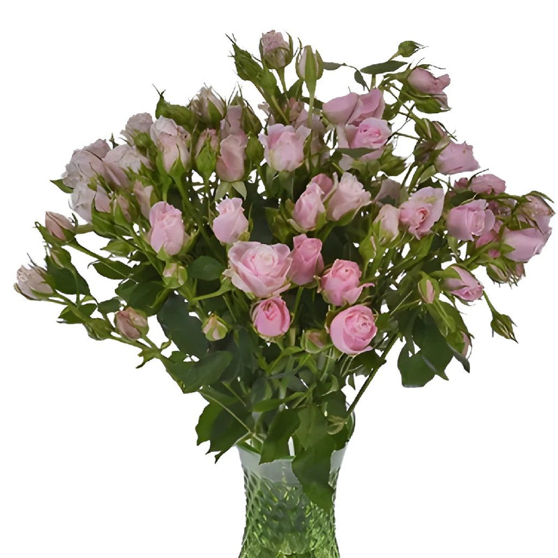 Hint of Pink Wholesale Spray Roses