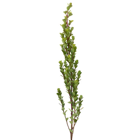 Single stem of fresh cut greens myrsine africana filler flowers