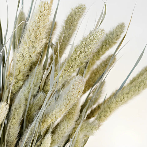 Dried Foxtail Millet Grasses