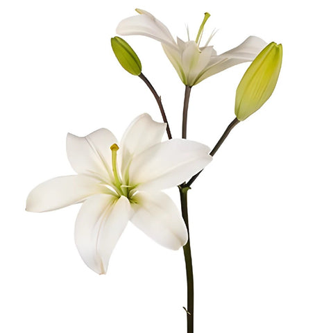 Lime White Asiatic Lily