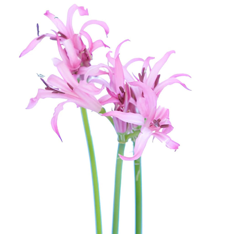 Nerine Pink Flower