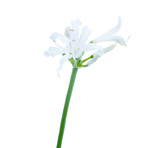 Nerine White Flower