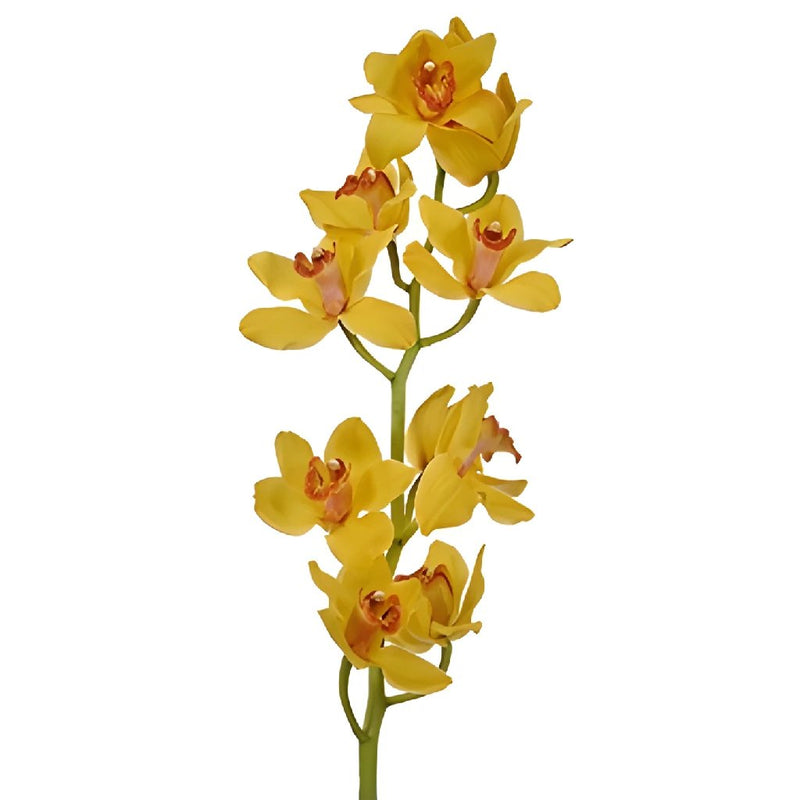 Cymbidium Orchids Yellow with Dark Pink Lip