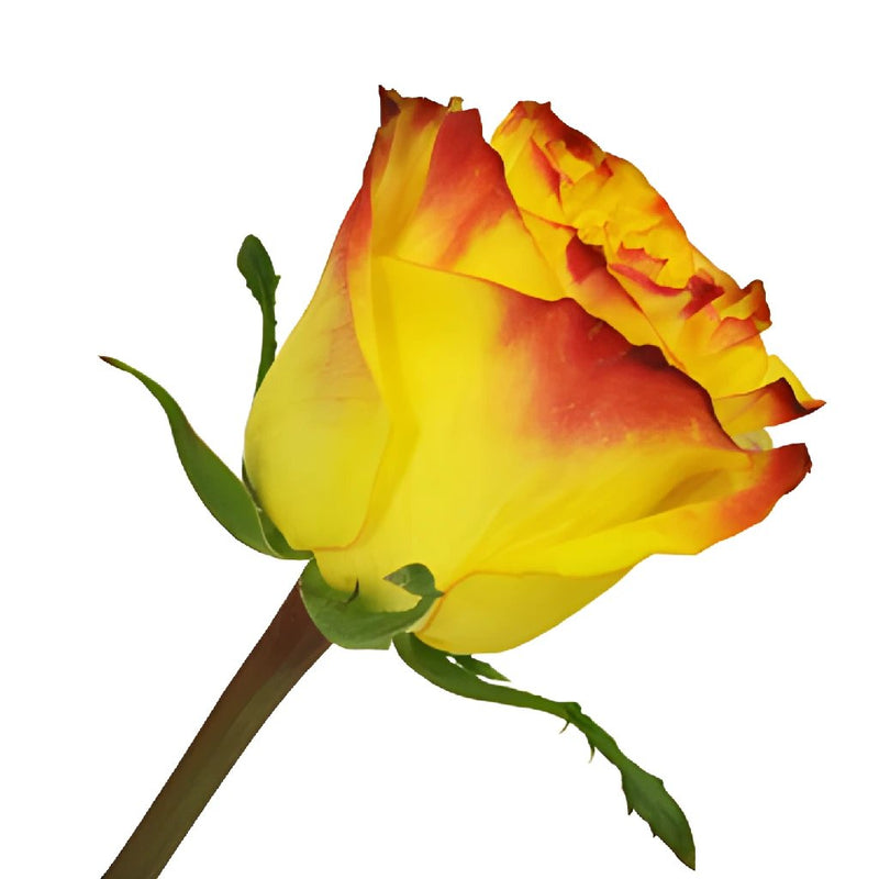 Inferno Yellow with Red Rose