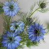 Nigella Baby Blue Flowers