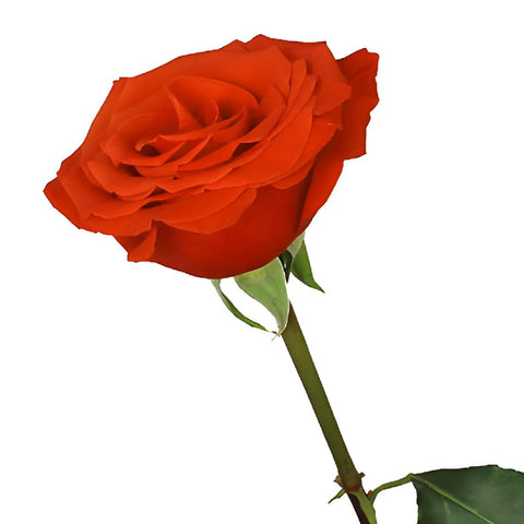 Buy Wholesale Ninas Love Red Rose in Bulk - FiftyFlowers