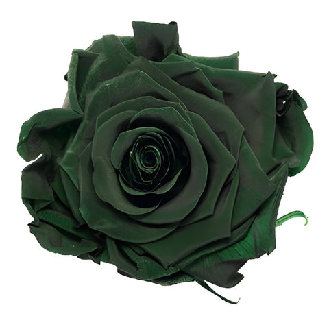 Preserved Olive Green Rose