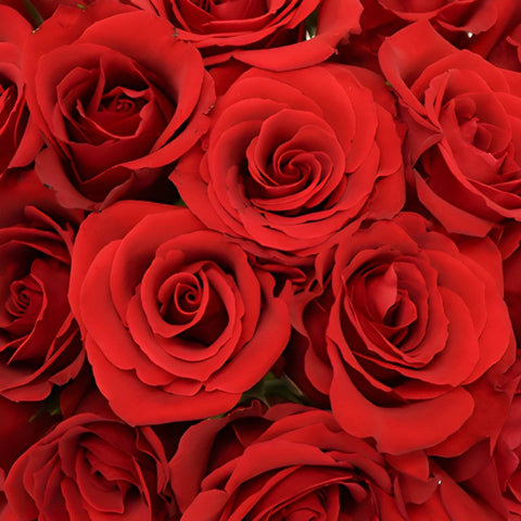 Plush Red Sweetheart Roses