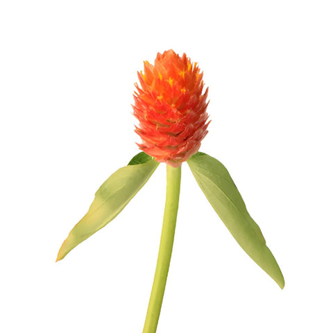 Orange Globosa Gomphrena Bulk Flower