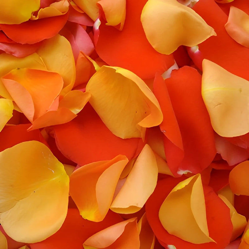 Orange Rose Petals Real