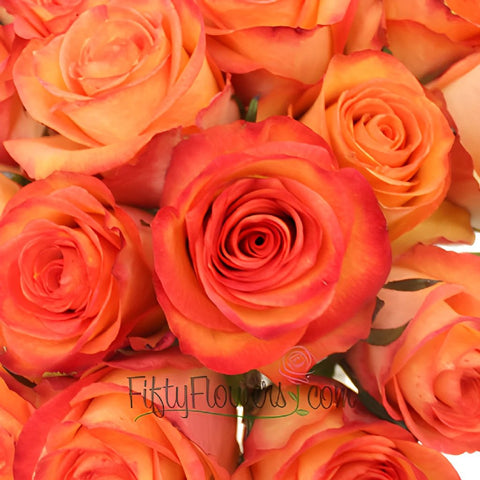 Orange Sunset Fidji Roses up close