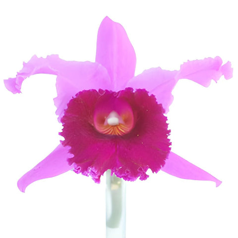 Cattleya Lavender Orchid