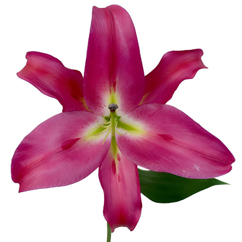 Deep Pink Oriental Lily