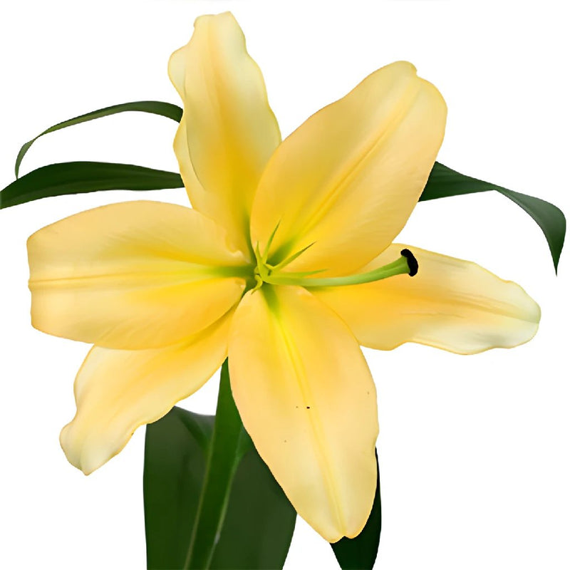 Pollen Yellow Corcovado Oriental Lily