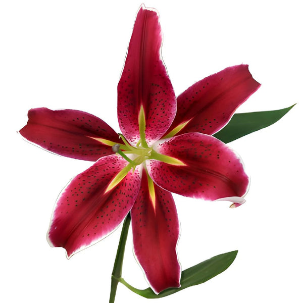 Buy Wholesale Dark Pink Corvara Oriental Lily in Bulk - FiftyFlowers