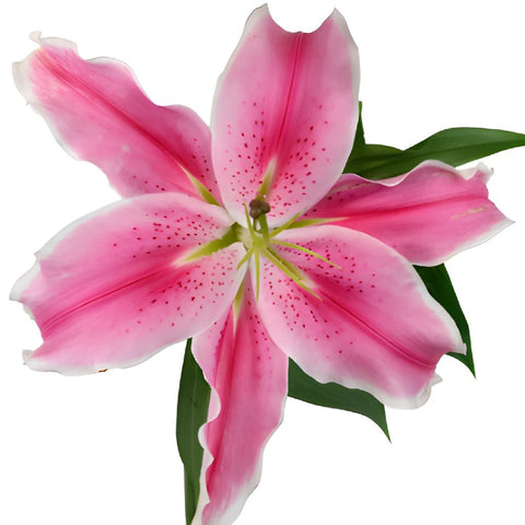 Dazzling Pink Oriental Lily