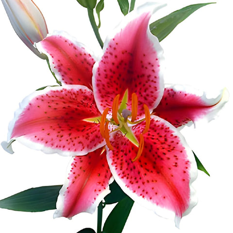 Pink Lily Flower Wholesale Priced