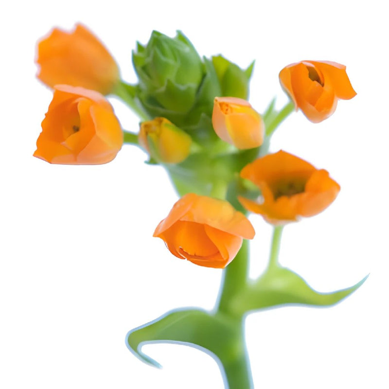 Ornithogalum Orange Flower
