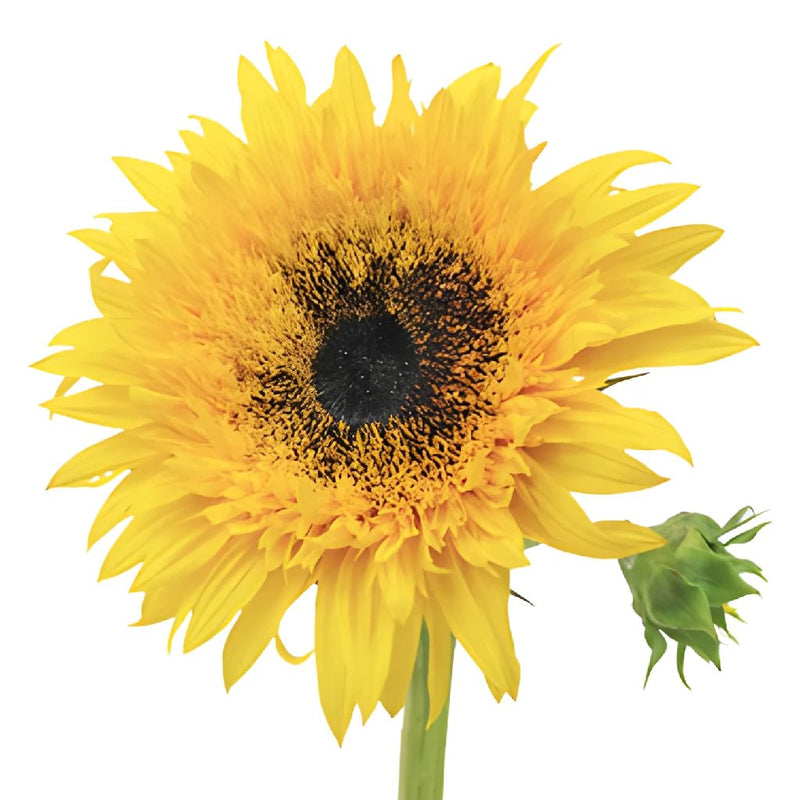 Sunsplash Sunflower