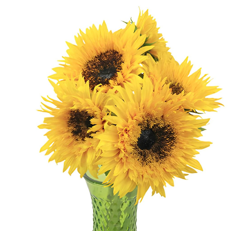 Sunsplash Sunflower