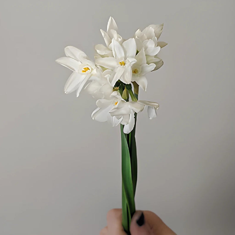 Narcissus Paper White Flower