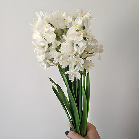 Narcissus Paper White Flower