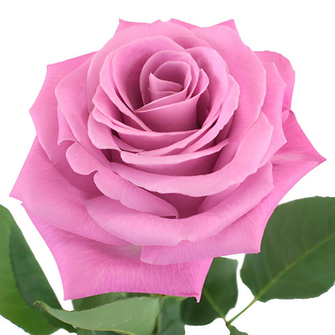 Bridal Pink Gem Rose