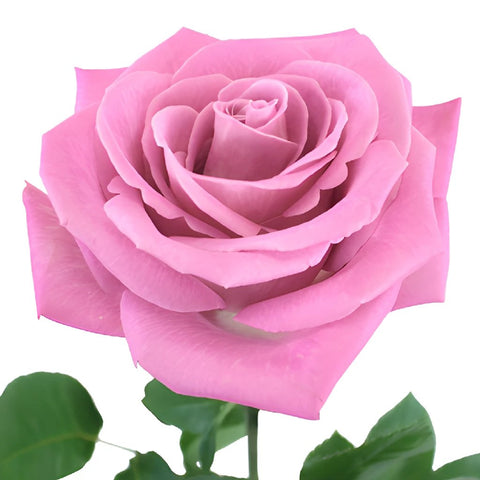 Bridal Pink Gem Rose