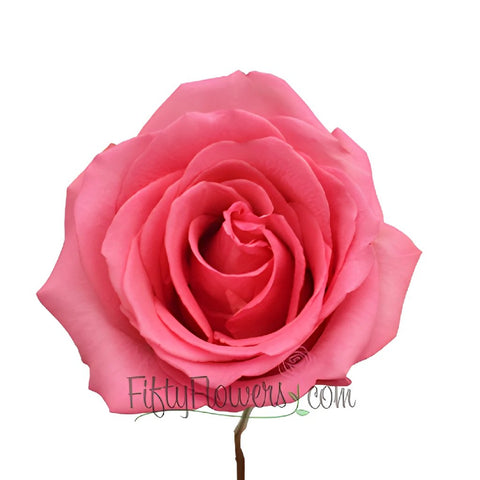 Pavarotti Medium Pink Rose
