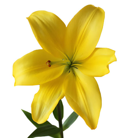 Yellow Hybrid Bulk Lilies